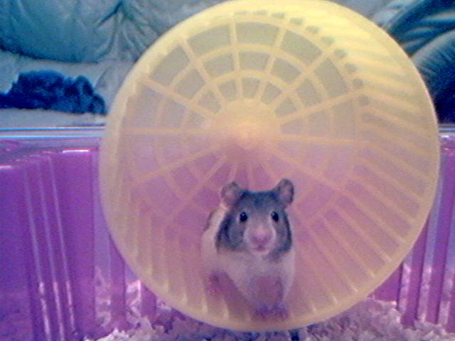 Hello There, I'm Homer the Hamster!