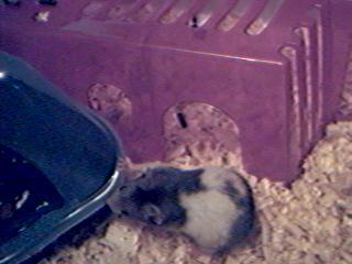 Moving house the Hamster Cam way. Heh.