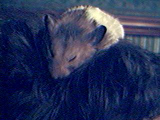 ZZZZZZzzzzzzzzzzz.....