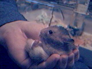 Homer and Ray in Hamsterland