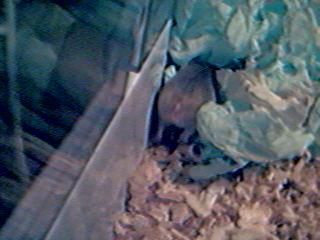 Back to the finished nest