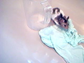 Ray's off to clean my house