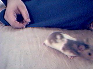 Homer's hamster house!