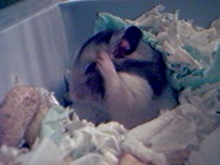 It's me again, Homer