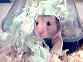 Yet More Homer stuff