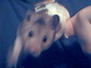 Hamstercam over!